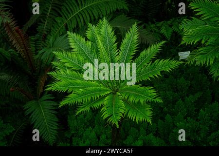 Blechnum gibbum, die Silberdame oder Zwergfarn (Blechnaceae, Kulturform) genannt wird, ist ein ‚harter Farn‘ der Gattung Blechnum in der Familie der Blechnaceae. Stockfoto