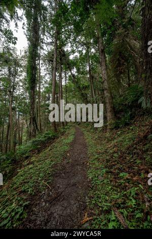 Abgeschiedener Waldweg umgeben von überhängenden Farnen und der Ruhe ungestörter Natur Stockfoto