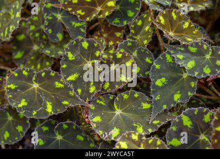 Weiße Blüten einer Begonia pustulata gegen ihre charakteristischen, strukturierten Blätter. Stockfoto