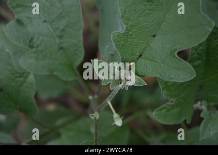 Draufsicht einer Aubergine (Solanum melongena), die Dornen entlang der Blattadern hat. Auf einem Blatt sitzt eine Luchsenspinne und wartet darauf Stockfoto