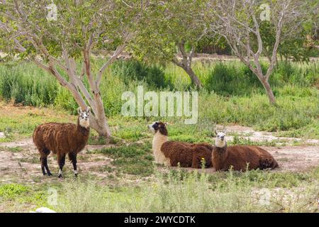 Drei Lamas ruhen im Schatten eines Baumes in Tilcara, Provinz Jujuy. Stockfoto