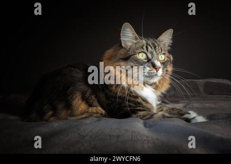 Trikolore Schildpatt Katze auf dunklem Hintergrund. Stockfoto