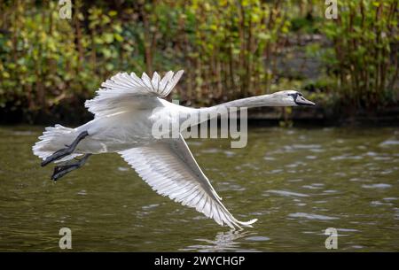 Junger stummer Schwan, der vom See mit ausgebreiteten Flügeln und einem Flügel, der das Wasser berührt, abhebt. Stockfoto