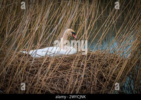 Ein Schwan sitzt brütend in seinem Nest Stockfoto