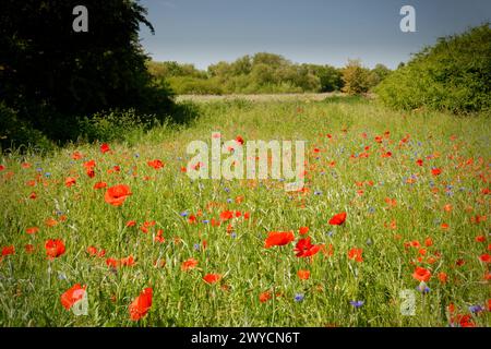 Mohnblumen und Kornblumen in Meadow nahe der Themse Stockfoto