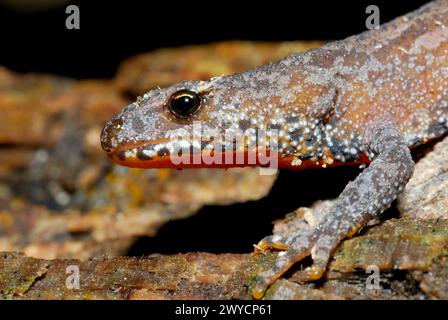 Alpenmolch (Ichthyosaura alpestris) in Adelegg Wood, Isny im Allgau, Baden-Württemberg, Deutschland Stockfoto