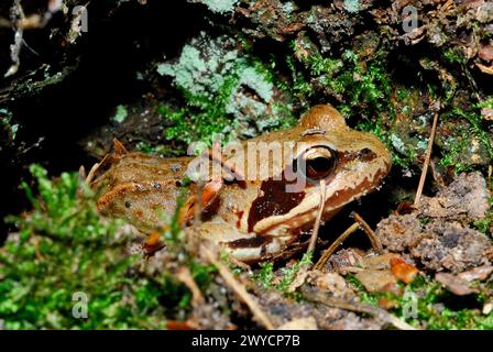 Gemeiner Frosch (Rana temporaria) in Adelegg-Holz, Baden-Württemberg, Deutschland Stockfoto