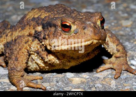 Kröte (Bufo bufo) in Adelegg, Baden-Württemberg, Deutschland Stockfoto