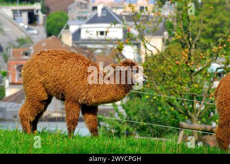 Alpaka in der Nähe von Luzern, Schweiz Stockfoto