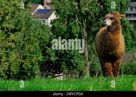 Alpaka in der Nähe von Luzern, Schweiz Stockfoto