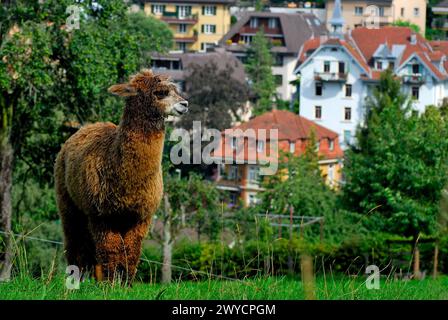 Alpaka in der Nähe von Luzern, Schweiz Stockfoto