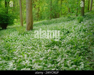 Wilde Knoblauchpflanzen blühen im Frühjahr Stockfoto