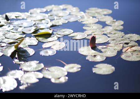 International Waterlily Collection, San Angelo, Texas Stockfoto