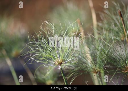 Wasserpflanzen wachsen in der International Waterlily Collection, San Angelo, Texas Stockfoto