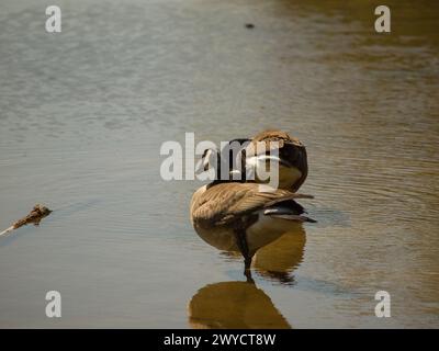 Zwei Gänse auf einem Felsen in der Mitte eines ruhigen Sees Stockfoto