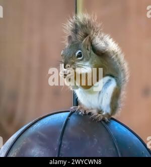 Niedliches, kleines, rotes Eichhörnchen, das eine Nuss isst, während es oben auf einem Regenschirm-Gelee-Vogelfutterhäuschen vor einem Hinterhof sitzt, brauner Holzzaun an einem Sommertag Stockfoto