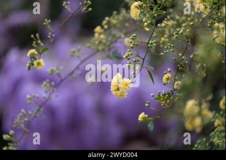 Kleine gelbe Rosen (Lady Bank's, Rosa banksiae) auf lila Hintergrund im Garten Stockfoto