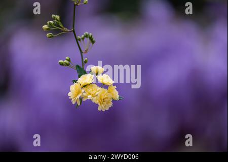 Kleine gelbe Rosen (Lady Bank's, Rosa banksiae) auf lila Hintergrund im Garten Stockfoto