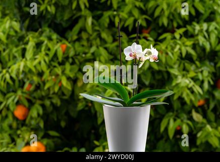 Topf mit weißen Orchideen an einem regnerischen Frühlingsmorgen Stockfoto