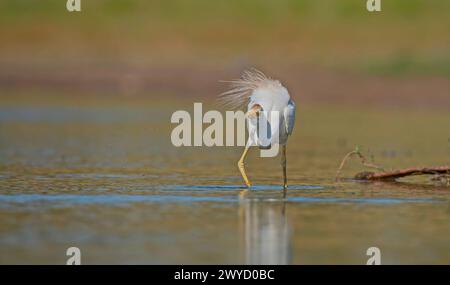 Westliche Rinder-Egret (Bubulcus ibis) leben in der Regel in der Nähe von Wasser. Sie können bei Rindern häufig beobachtet werden. Weil sie von der Jagd auf Anis gefüttert werden Stockfoto