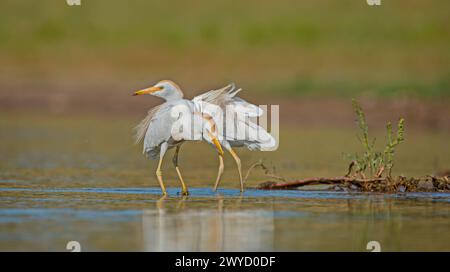 Westliche Rinder-Egret (Bubulcus ibis) leben in der Regel in der Nähe von Wasser. Sie können bei Rindern häufig beobachtet werden. Weil sie von der Jagd auf Anis gefüttert werden Stockfoto