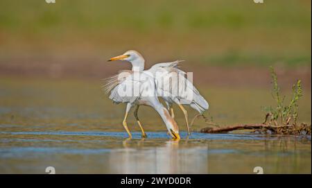 Westliche Rinder-Egret (Bubulcus ibis) leben in der Regel in der Nähe von Wasser. Sie können bei Rindern häufig beobachtet werden. Weil sie von der Jagd auf Anis gefüttert werden Stockfoto