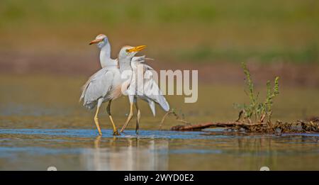 Westliche Rinder-Egret (Bubulcus ibis) leben in der Regel in der Nähe von Wasser. Sie können bei Rindern häufig beobachtet werden. Weil sie von der Jagd auf Anis gefüttert werden Stockfoto