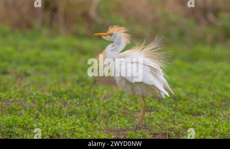 Westliche Rinder-Egret (Bubulcus ibis) leben in der Regel in der Nähe von Wasser. Sie können bei Rindern häufig beobachtet werden. Weil sie von der Jagd auf Anis gefüttert werden Stockfoto