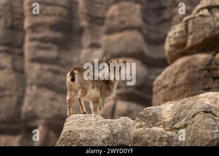 Der iberische Steinbock in den Felsen Spaniens. Wilde Steinböcke klettern in den Bergen. Gefährdete Ziegen in Paraje Natural Torcal de Antequera in Spanien. Stockfoto