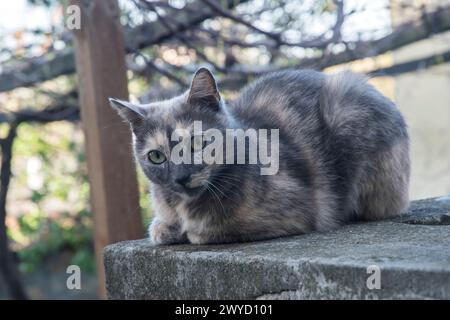 Entzückende weibliche Schildpatt-Katze liegend aus der Nähe Stockfoto