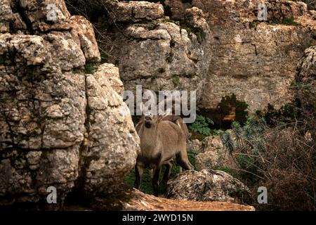 Der iberische Steinbock in den Felsen Spaniens. Wilde Steinböcke klettern in den Bergen. Gefährdete Ziegen in Paraje Natural Torcal de Antequera in Spanien. Stockfoto