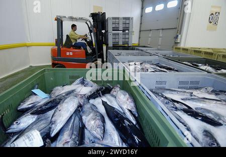 Manipulation von Thunfischen auf dem Fischmarkt. Getaria. Guipuzcoa. Baskenland. Spanien. Stockfoto