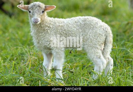 "Latza" Schaf, Lamm. Legazpi. Guipúzcoa, Spanien. Stockfoto