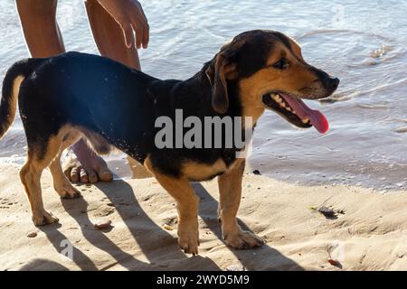 Salvador, Bahia, Brasilien - 9. März 2019: Hund wird am Strand von Ribeira in der Stadt Salvador, Bahia, verlassen gesehen. Stockfoto