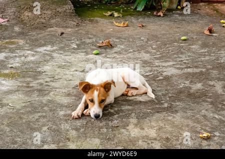 Ein Terrierhund, der auf Einem Betonpflaster liegt Stockfoto