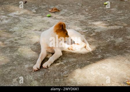 Ein Terrierhund, der auf Einem Betonpflaster liegt Stockfoto