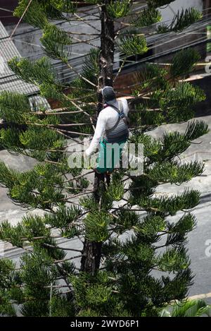 Salvador, Bahia, Brasilien - 28. Januar 2022: Gartenarbeiter werden auf einem Baum gesehen, um die Äste zu trimmen. Stadt Salvador, Bahia, Brasilien. Stockfoto