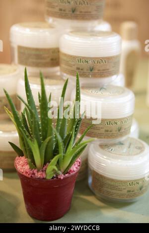 Aloe Vera auf der Bioterra Naturall (Bioprodukte, Biobau, erneuerbare Energien und Messe für effizienten Verbrauch), Ficoba, Irun, Baskenland, Spanien. Stockfoto