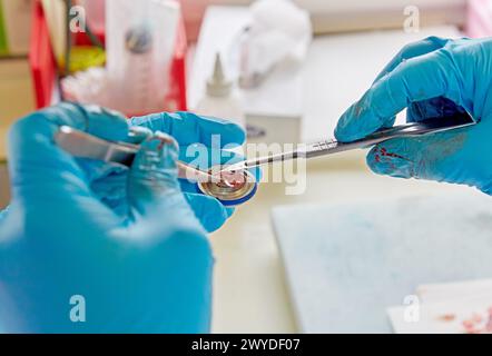 Makros-Bereich, Schnitzen, Probenauswahl von Schilddrüsengewebe, Anatomische Pathologie, Krankenhaus Donostia, San Sebastian, Gipuzkoa, Baskenland, Spanien. Stockfoto