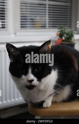 Schwarzer und weißer Kater sitzt aufrecht auf einer Holzoberfläche vor Jalousien und einer Pflanze Stockfoto