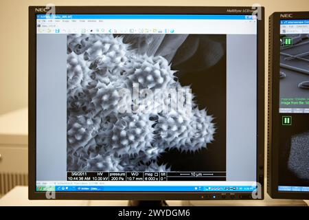 Polen Images on SEM, Analysis of Nanostructures and NanoDevices, Environmental Rasterelektronenmikroskopie Laboratory, ESEM, Microscope Quanta TM 250 FEG, hochauflösende Oberflächenbildgebung, Untersuchung nasser und dielektrischer Proben, nanofluidische Phänomene, Oberflächencheminterie in verschiedenen Gasgemischen, CIC nanoGUNE, Nanoscience Cooperative Research Center, San Sebastian, Donostia, Gipuzkoa, Euskadi, Spanien. Stockfoto