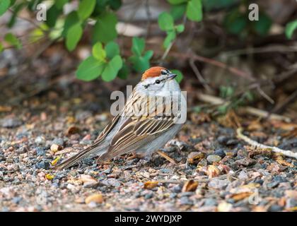 Ein niedlicher Chipping Sparrow am Boden, posiert für den Zuschauer und zeigt sein wunderschönes Federmuster. Stockfoto