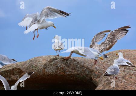Riesige Felsen an der Côte de Granit Rose (rosa Granitküste), Ploumanac'h, Perros-Guirec, Bretagne, Bretagne, Bretagne, Frankreich. Stockfoto