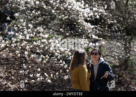Kiew, Ukraine. April 2024. Die Menschen verbringen Zeit in der Nähe blühender Magnolienbäume in einem Park im Zentrum von Kiew. (Foto: Oleksii Chumachenko/SOPA Images/SIPA USA) Credit: SIPA USA/Alamy Live News Stockfoto