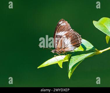 Blue Moon Butterfly (Hypolimnas bolina) on a leaf, Cunnamulla, Queensland, QLD, Australien Stockfoto