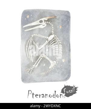 Fossil des Ptranodon-Dinosauriers im Fels. Aquarellfarben. Vektor . Stock Vektor
