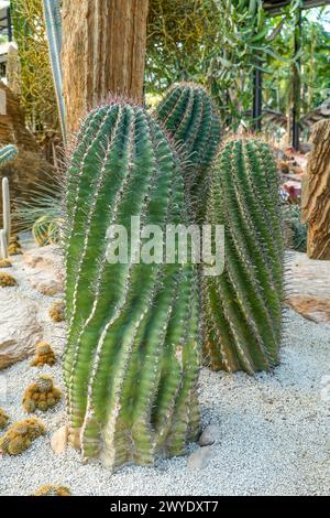 Große volle Kakteen Ferocactus hamatacanthus, Turks Head cactus. Seine schöne Form, grüne Farbe, roten Dornen Haken und Blütenknospen Stockfoto
