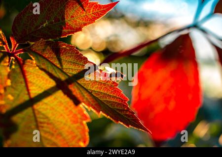 Schöne Blätter von Jungtrauben und eine Fliege, beleuchtet von der untergehenden Sonne, im Sommer August Stockfoto