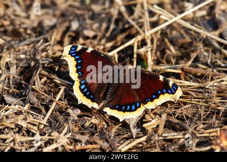 Trauermantel Schmetterling (Nymphalis antiopa) fliegt im frühen Frühjahr zu Beginn des Schreckens. Diese Schmetterlinge überwintern in der Imago-Bühne. Nord-E Stockfoto