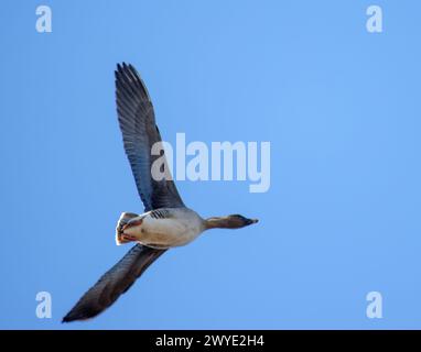 Waldbohnengans-Unterart (Anser fabalis fabalis) im Flug. Der Vogel drehte sich abrupt zur Seite, als er den Fotografen traf Stockfoto